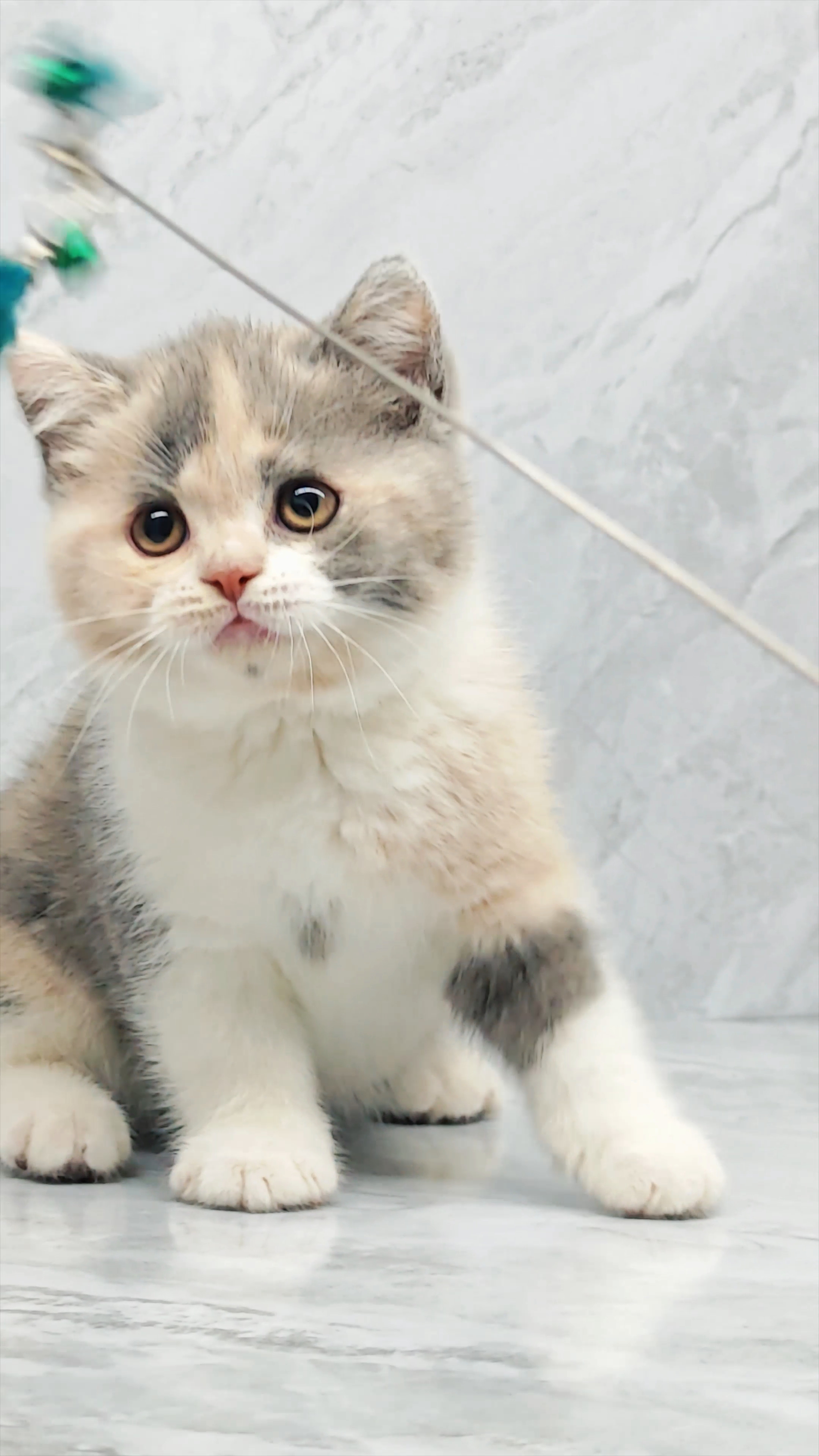 广州白云自家英短三花猫